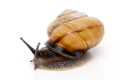 Caucasotachea calligera Megri, Armenia, adult, import, 32mm